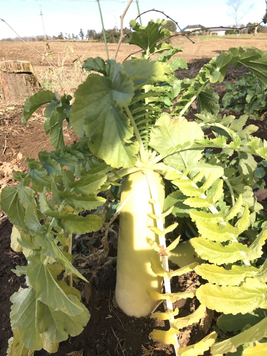 クリスマスの畑へやってきた