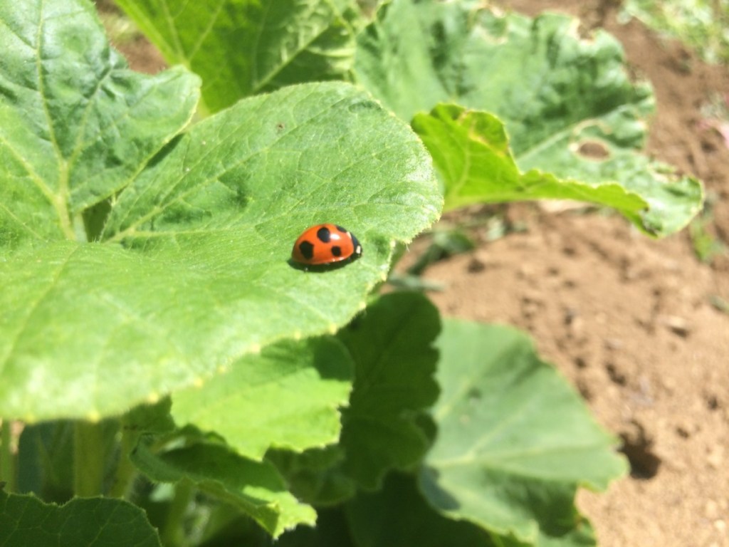 6月の森にやってきました