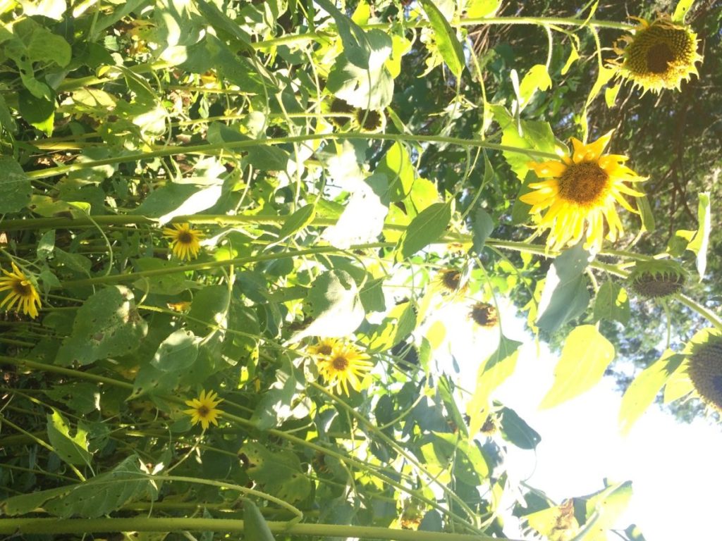 7月の森に来ましたよ