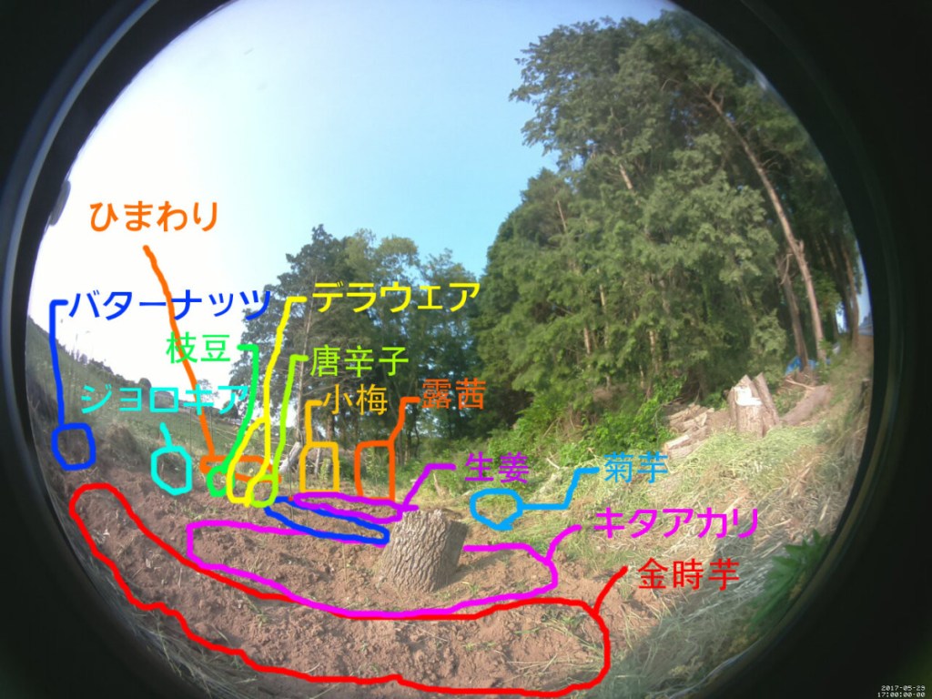 畑を耕しにきた -どこ植えた編-