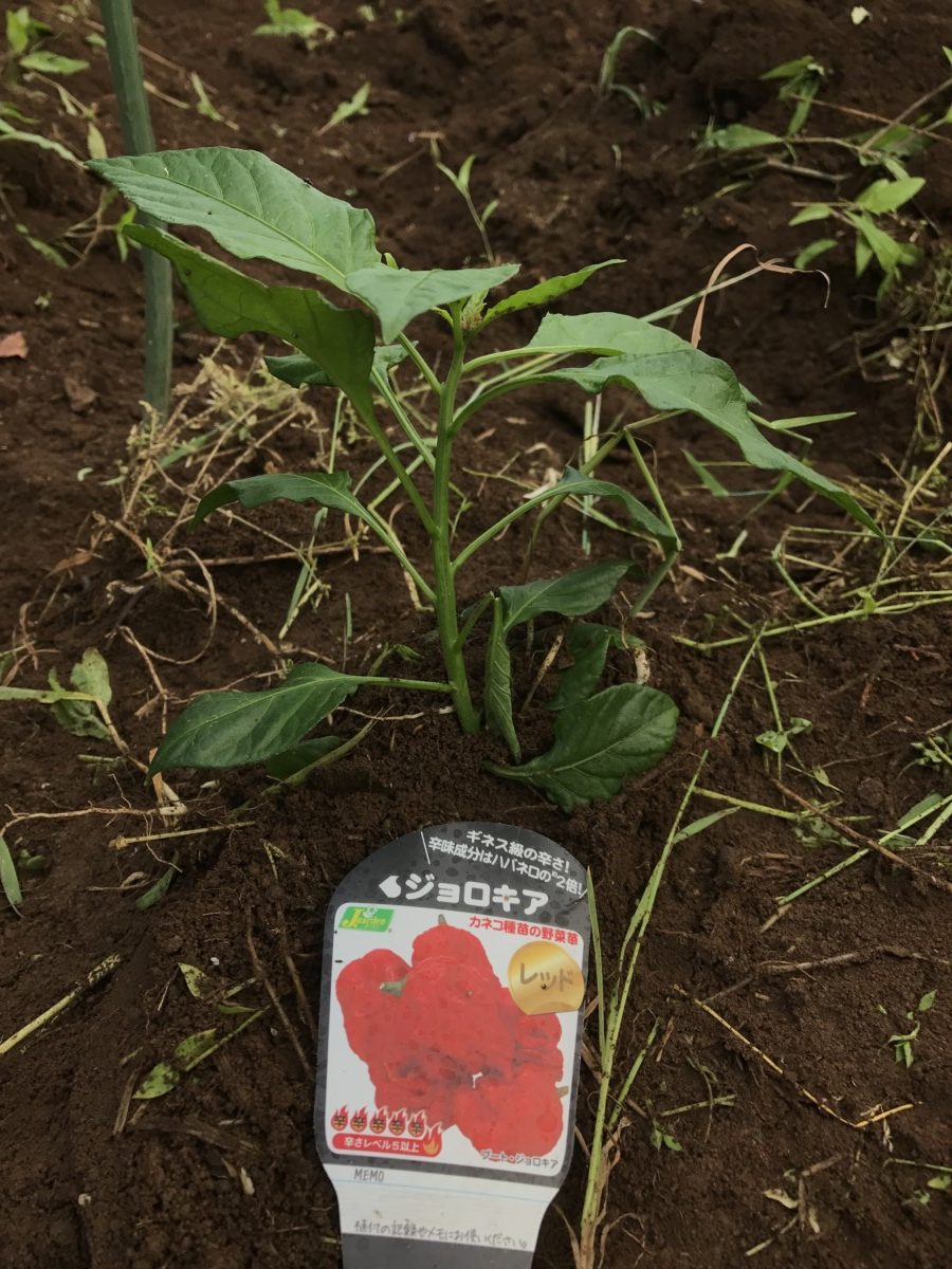 畑を耕しにきた -苗植え編-