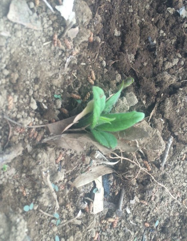 4月の森遠征にきたよ